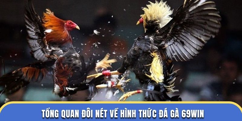 Tổng quan đôi nét về hình thức đá gà 69WIN